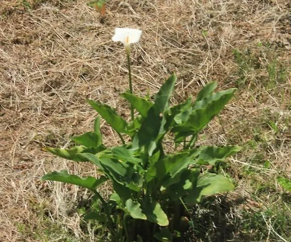 And With Parking Space Srebreno, Dubrovnik - 8959