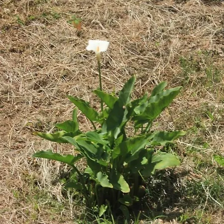 And With Parking Space Srebreno, Dubrovnik - 8959